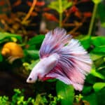 mascota recomendada para personas mayores